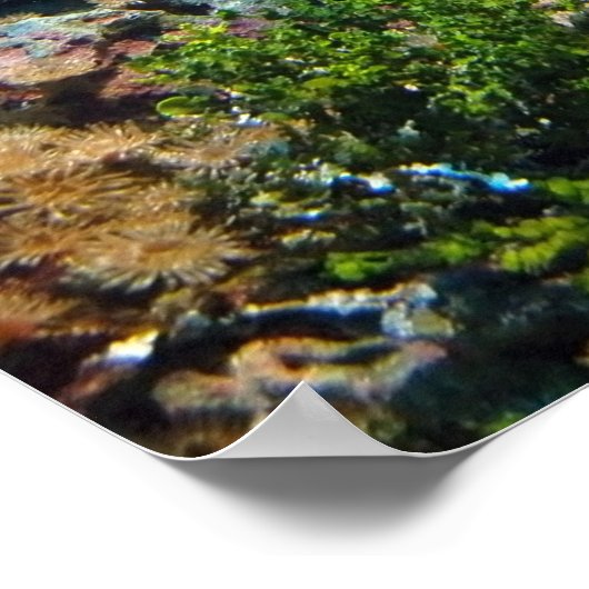Korallenriff-Plakat Poster (Ecke)