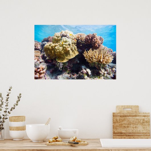 Korallenriff Poster (Küche)