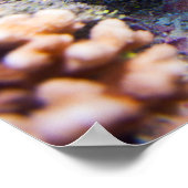 Korallenriff Poster (Ecke)