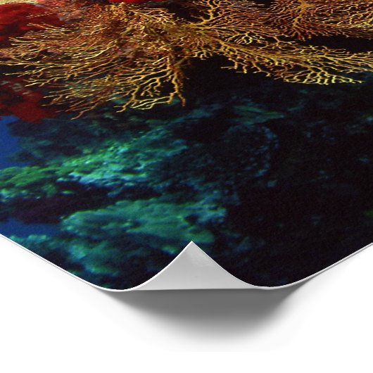 Korallenriff Poster (Ecke)