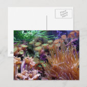 Korallenriff Postkarte (Vorne/Hinten)