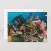 Korallenriff-Postkarte Postkarte (Vorne/Hinten)
