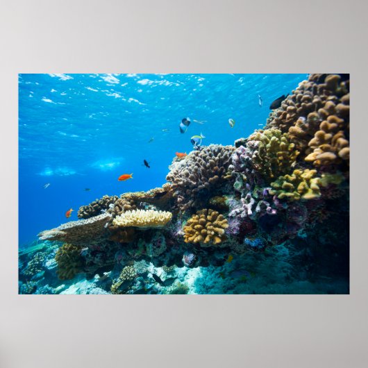 Korallenriff unter Wasser Poster (Vorne)
