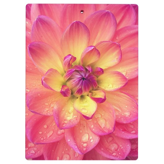 Korallenrosa Dahlia-Blume Klemmbrett (Rückseite)