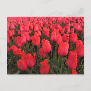 Korallenrosa Tulpen Postkarte