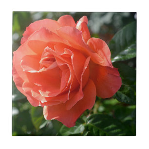 Korallenrote Rose Fliese