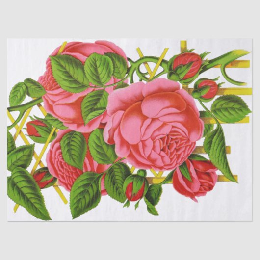 Korallenrote Rosen-Vintages Druck-Gewebe Seidenpapier (Vorderseite)