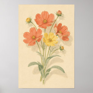 Korallenrote und buttergelbe Cosmos-Blumen Poster