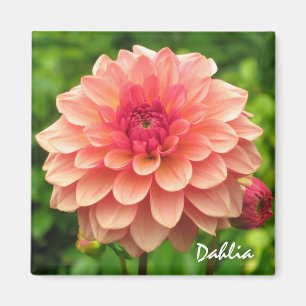Korallenroter Dahlie-Magnet Magnet