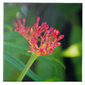 Korallenrotes Bush in der Blüte Fliese (Vorderseite)