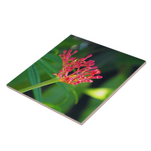 Korallenrotes Bush in der Blüte Fliese (Seite)