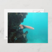 Korallenrotes Regal Postkarte (Vorne/Hinten)