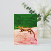 Korallenschwanzeidechse in Florida Postkarte (Stehend Vorderseite)