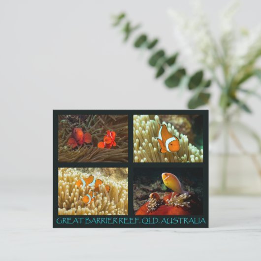 Korallensee Postkarte - Clownfisch (Stehend Vorderseite)