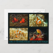 Korallensee Postkarte - Clownfisch (Vorne/Hinten)