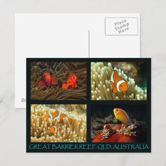 Korallensee Postkarte - Clownfisch (Vorne/Hinten)