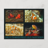 Korallensee Postkarte - Clownfisch (Vorderseite)