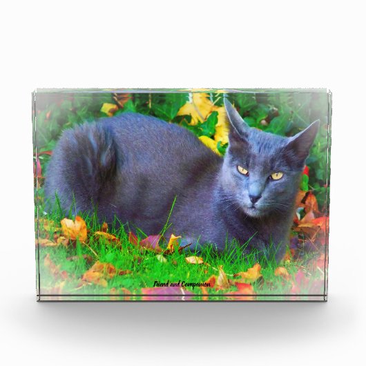 Korat Cat Fotoblock (Vorderseite)