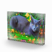 Korat Cat Fotoblock (Rechts)