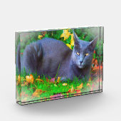 Korat Cat Fotoblock (Links)