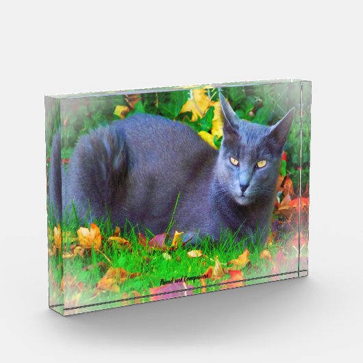 Korat Cat Fotoblock (Links)