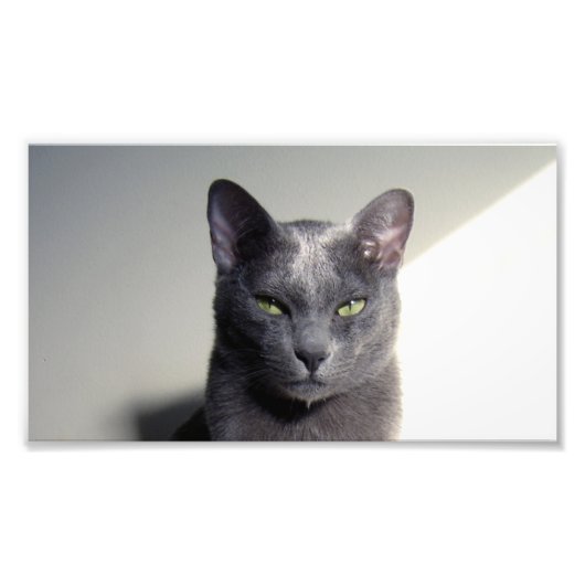 Korat Fotodruck (Vorne)