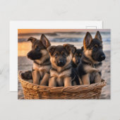 Körbe voll von deutschen Schäferwelpen Postkarte (Vorne/Hinten)