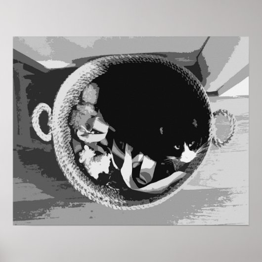Korbkatze Poster (Vorne)