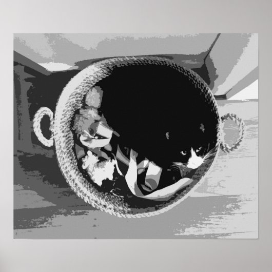 Korbkatzenposter Poster (Vorne)