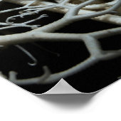 Korbstern (Gorgonocephalus eucnemis) - Poster (Ecke)