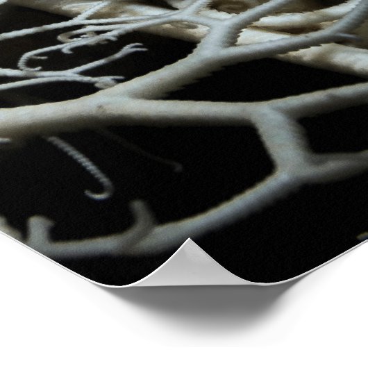 Korbstern (Gorgonocephalus eucnemis) - Poster (Ecke)