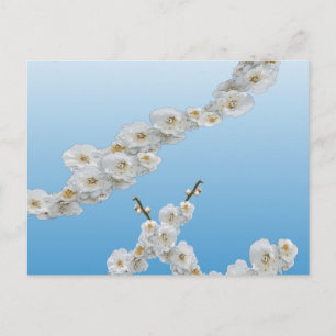 Korea Cherry Blüten Weiß Postkarte