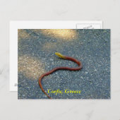 Korfu, Griechenland Postkarte (Vorne/Hinten)