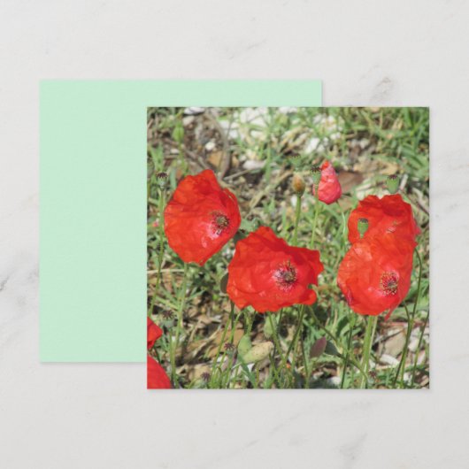 Korfu Rote Pflaumen Flat Card (Vorne/Hinten)