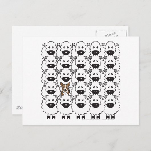 Korgi im Schafe Postkarte (Vorne/Hinten)