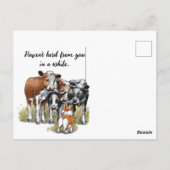 Korgi und Kühe Postkarte (Rückseite)