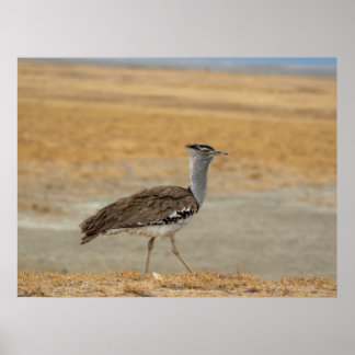 Kori Bustard — Afrikas schwerster fliegender Vogel Poster