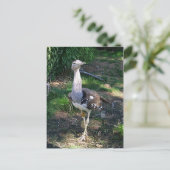 Kori Bustard Bird Postkarte (Stehend Vorderseite)