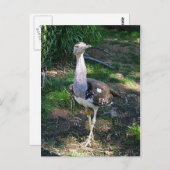 Kori Bustard Bird Postkarte (Vorne/Hinten)