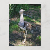 Kori Bustard Bird Postkarte (Vorderseite)
