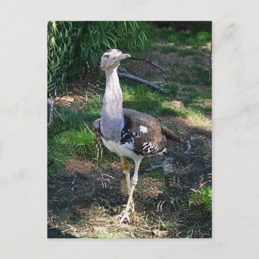 Kori Bustard Bird Postkarte (Vorderseite)
