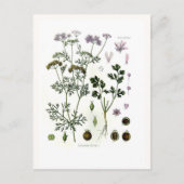 Koriander Postkarte (Vorderseite)