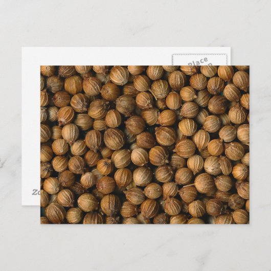 Koriander Postkarte (Vorne/Hinten)