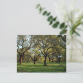 Korkeichenwald, Alentejo, Portugal in Europa Postkarte (Stehend Vorderseite)