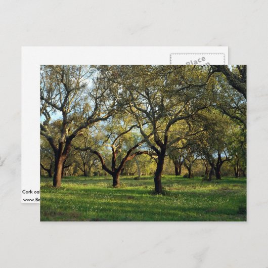 Korkeichenwald, Alentejo, Portugal in Europa Postkarte (Vorne/Hinten)