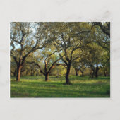Korkeichenwald, Alentejo, Portugal in Europa Postkarte (Vorderseite)