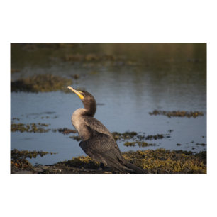 Kormoran Fotodruck