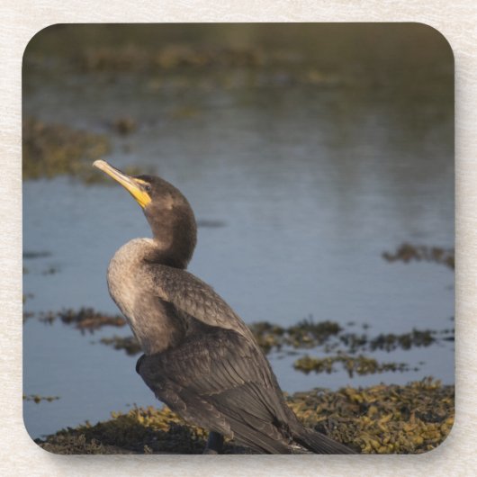 Kormoran Getränkeuntersetzer (Vorderseite)