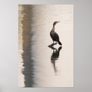 Kormoran im Confluence Park Poster