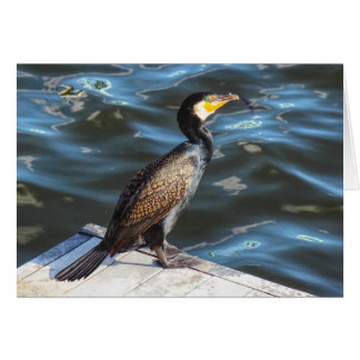 Kormoran in Cardiff Bay, Cardiff, Wales